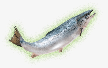 Transparent Salmon Clipart - Aquadvantage Salmon Png, Png Download, Transparent PNG