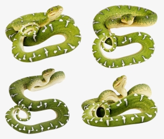 Green Snake Png - Snake No Back Ground, Transparent Png, Transparent PNG