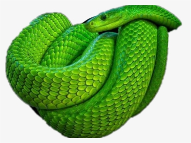 Smooth Green Snake Clipart Mobile - Green Poisonous Snake, HD Png Download, Transparent PNG