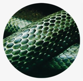 #green #snake #circle #aesthetic - Aesthetic Slytherin Snake, HD Png Download, Transparent PNG