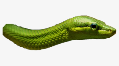 #animals #reptile #snake #green - Western Green Mamba, HD Png Download, Transparent PNG