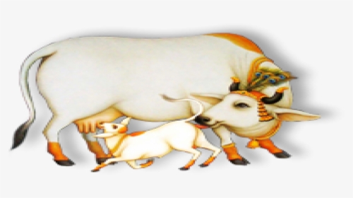 Indian Cow With Calf, HD Png Download, Transparent PNG