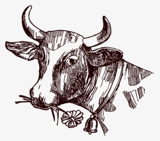 Image Freeuse Stock Texas Longhorn Milk Sketch - Cow Sketch Png, Transparent Png, Transparent PNG