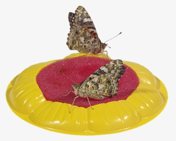 Butterfly Feeder Sponge, HD Png Download, Transparent PNG
