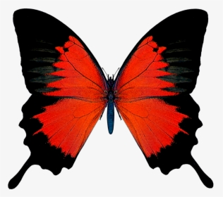 Butterflies Red And Black, HD Png Download, Transparent PNG
