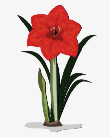 Flower - Amaryllis Clipart, HD Png Download, Transparent PNG