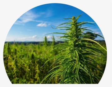 Cannabis Field, HD Png Download, Transparent PNG