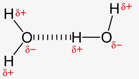 Hydrogen Bonding In Water 2d - Intermolecular Forces, HD Png Download, Transparent PNG