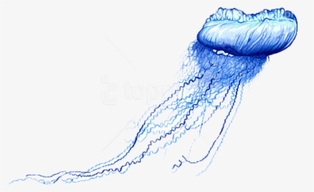 Man O - Blue Bottle Jellyfish Drawing, HD Png Download, Transparent PNG