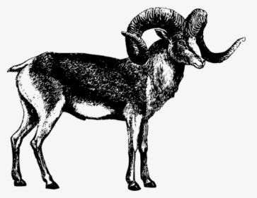 Male Goat Vector Illustration - Marco Polo Sheep Png, Transparent Png, Transparent PNG