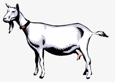 Vector Illustration Of Domestic Billy Goat - Pygmy Goat Life Cycle, HD Png Download, Transparent PNG