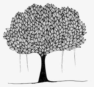 Banyan, Banyan Tree, Canopy, Leafy Trees, Plant, Shade - Drawing Of Peepal Tree, HD Png Download, Transparent PNG