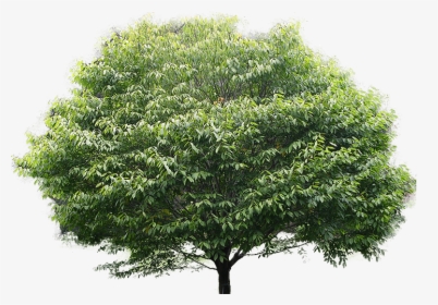 Leaf Clipart Banyan - American Hornbeam Tree, HD Png Download, Transparent PNG