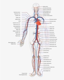 Circulatory System Diagram, HD Png Download, Transparent PNG