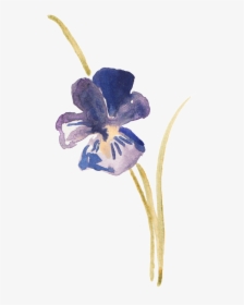 Hand Painted Platycodon Ink Painting Decorative - Watercolor Violets, HD Png Download, Transparent PNG