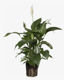 Peace Lily - Houseplant, HD Png Download, Transparent PNG