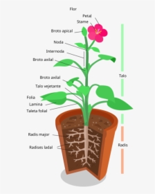 Anatomia De Un Planta - Plant System, HD Png Download, Transparent PNG