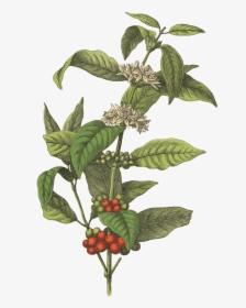 Coffee Plant Png - Botanical Coffee Plant Illustration, Transparent Png, Transparent PNG