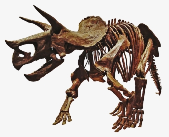 Triceratops Dinosaur Skeleton Png , Png Download - Dinosaurs Skeleton Png, Transparent Png, Transparent PNG