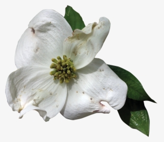 Dogwood Flower Png - Transparent Florida State Flower, Png Download, Transparent PNG