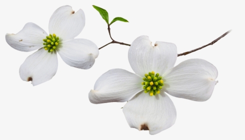 Dogwood Flower Png - Dogwood Flower White Background, Transparent Png, Transparent PNG