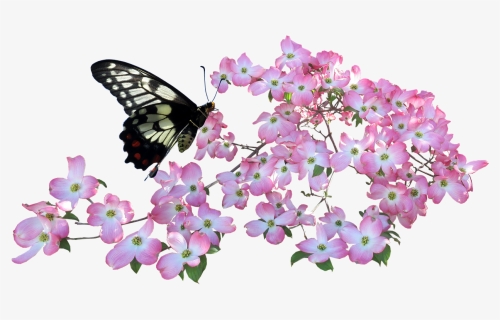 Butterfly, Dogwood, Flowers - Butterflies & Flowers Png, Transparent Png, Transparent PNG
