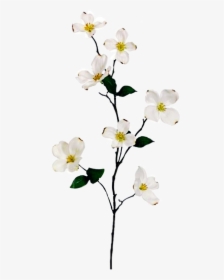 Flowering Dogwood , Png Download - Branch With Flowers Png, Transparent Png, Transparent PNG