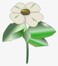 Pacific Dogwood Clipart, HD Png Download, Transparent PNG