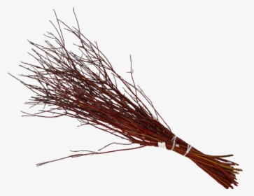 Dogwood Red Twig 3 Ft , Png Download - Pond Pine, Transparent Png, Transparent PNG