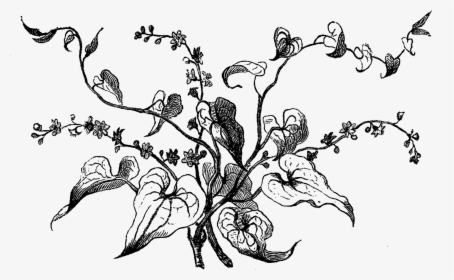 Dogwood Tree Picture Black And White Stock - Bryony Flower Line Drawing, HD Png Download, Transparent PNG