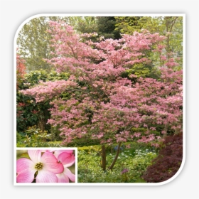 Picture - Pink Dogwood, HD Png Download, Transparent PNG