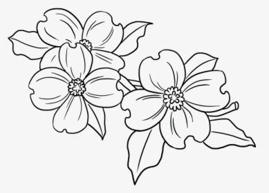 Easy Dogwood Flower Drawing, HD Png Download, Transparent PNG