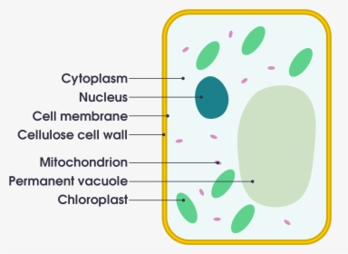 Plant Cell Vs Animal Cell Simple , Png Download - Diagram Of A Plant Cell Simple, Transparent Png, Transparent PNG