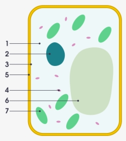 Plant Cell Vs Animal Cell Simple , Png Download - Simple Plant Cell Unlabeled, Transparent Png, Transparent PNG