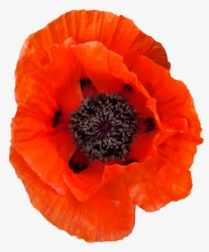 Coquelicot Png, Transparent Png, Transparent PNG