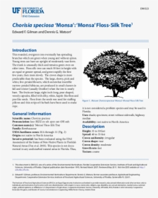 Transparent Florida Shape Png - Tree, Png Download, Transparent PNG