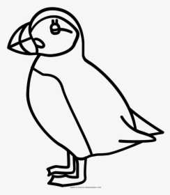 Puffin Coloring Page Puffin Black And White - Puffin Black And White, HD Png Download, Transparent PNG
