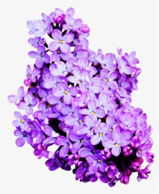 Lavender Cut Flowers Lilac - Lavender Color Flower Png, Transparent Png, Transparent PNG