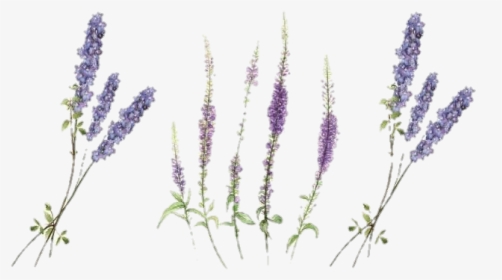 #lavander #lavender #freetoedit #flowers #flower #wildflower - Lavender Temporary Tattoo, HD Png Download, Transparent PNG