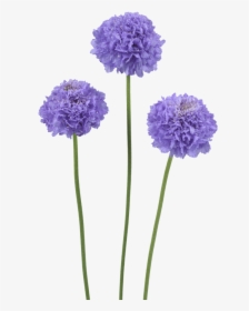 Flowers Only Png, Transparent Png, Transparent PNG
