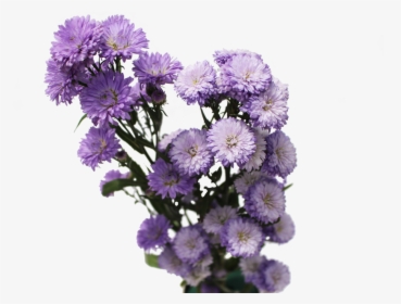 Aster Flowers Aster Flowers - Aster Flower Png, Transparent Png, Transparent PNG
