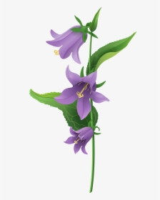 Field Of Lavender Flowers - Bell Flower Png, Transparent Png, Transparent PNG