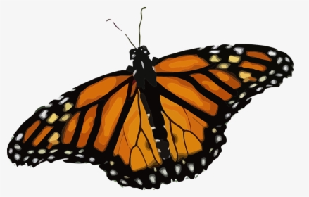 Butterfly, Monarch Butterfly, Danaus Plexippus - Monarch Butterfly Png, Transparent Png, Transparent PNG