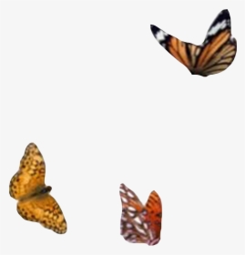 #png #aesthetic #moodboard #filler #butterfly #monarch - Moodboard Png, Transparent Png, Transparent PNG