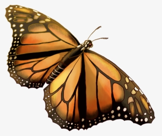 Monarch Butterfly, HD Png Download, Transparent PNG