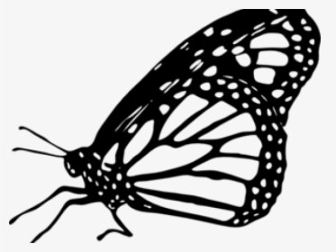 Butterfly Clipart Monarch - Monarch Butterfly Black And White, HD Png Download, Transparent PNG