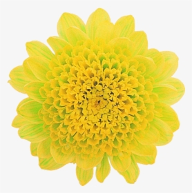 Common Zinnia, HD Png Download, Transparent PNG