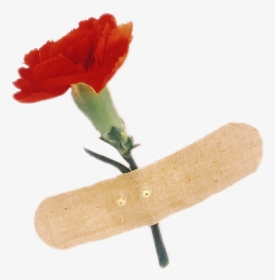 Flower Alternative Grunge Cute Flowers - Field Marigold, HD Png Download, Transparent PNG