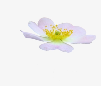Cute Flower Png By Spooky Dream-d47jhc0 - Rosa Rubiginosa, Transparent Png, Transparent PNG