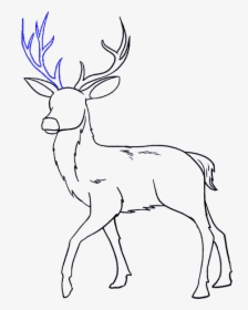 How To Draw Deer - Drawing, HD Png Download, Transparent PNG